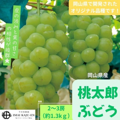 【2026年発送】岡山県産桃太郎ぶどう　2〜3房・約1.3kg(クール便)【配送不可地域：離島】【1614361】