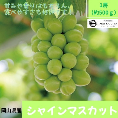 【2026年発送】岡山県産シャインマスカット　1房・約500g(クール便)【配送不可地域：離島】【1614353】