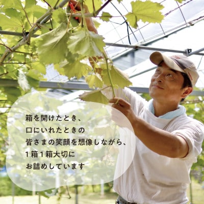 【2026年先行予約】大粒の黒葡萄「藤稔(ふじみのり)」大2房/計1.3kg〜(岡山県産) ギフトに【配送不可地域：離島】【1713752】