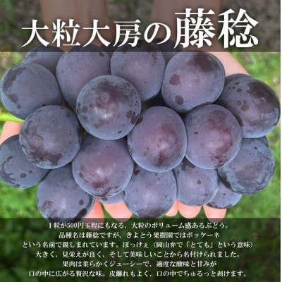 大粒葡萄の「藤稔」 大サイズ1房 厳選品 1房700g〜 (岡山県産) ギフトにおすすめの人気葡萄!【配送不可地域：離島】【1721884】
