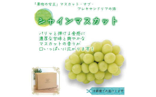 岡山ãè±ç¬ã¿èŸ²åã®ãã·ã£ã€ã³ãã¹ã«ãããåªåãçŽ2kg(3ã5æ¿)ãS-2åªãé
éäžå¯å°åïŒé¢å³¶ã»åæµ·éã»æ²çžçãã1593497ã