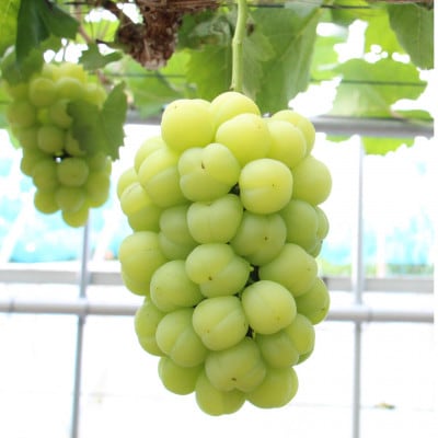 【2026年発送】岡山県産桃太郎ぶどう　2〜3房・約1.3kg(クール便)【配送不可地域：離島】【1614361】