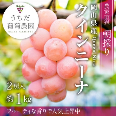 【2026年発送】朝採りクイーンニーナ2房入(約1kg)【配送不可地域：離島】【1576194】