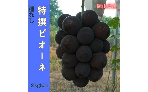 【2025年先行受付】岡山のぶどう(ピオーネ)2kg(4～5房) 大粒 種なし たねなし 黒系ブドウ 爽やか 香り 甘い 果汁 津山市 TY0-0965