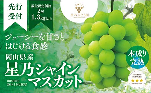 【先行受付 9月より発送予定】数量限定 星乃シャインマスカット(岡山県産)　2房(1.3kg以上) フルーツ シャインマスカット ぶどう 果物 マスカット 季節限定 TY0-0588