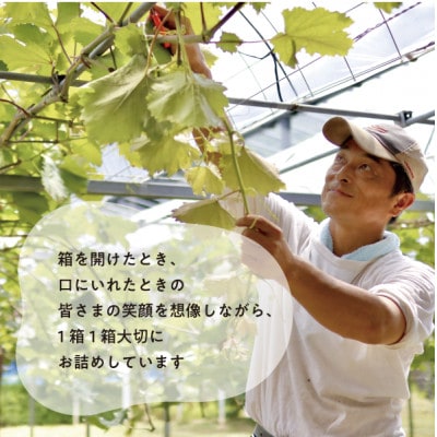 大粒葡萄の「藤稔」 大サイズ1房 厳選品 1房700g〜 (岡山県産) ギフトにおすすめの人気葡萄!【配送不可地域：離島】【1721884】