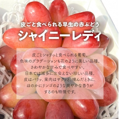 【2026年先行予約】厳選品 赤色が美しい早生の葡萄シャイニーレディ1房/700g〜(岡山県産)【配送不可地域：離島】【1602099】
