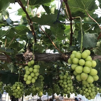 æ°é®®ã»ææ¡ãåŸå³åºè·!岡山çãååé«åç£ã·ã£ã€ã³ãã¹ã«ããã2kg (3ã4æ¿å
¥ã)èŽçåã1700915ã