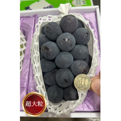 【先行受付】岡山県産 ぼっけえ大粒ニューピオーネ1房(800g以上) 化粧箱入り【配送不可地域：離島・北海道・沖縄県】【1499102】