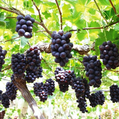 シャインマスカット&ニューピオーネ【2025年9月中旬以降順次発送】【配送不可地域：離島】【1583569】