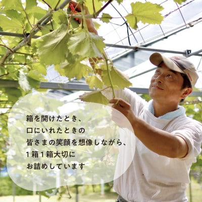 【発送月固定定期便】藤稔とシャインマスカットの満足2回便! 各大2房入/1.3kg(岡山県産)全2回【配送不可地域：離島】【4066248】