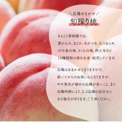 【2026年先行予約】特選品　旬採り桃　5-7玉　(岡山県産)【配送不可地域：離島】【1696626】