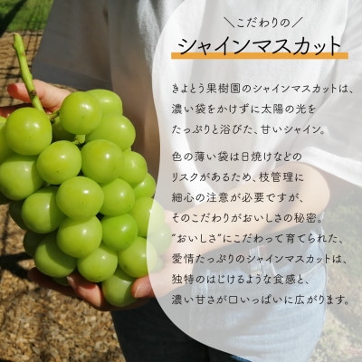 ãçºéæåºå®å®æäŸ¿ãéãè³ªãæºè¶³äŸ¿! æ¡ãšã·ã£ã€ã³ãã¹ã«ããã©ã£ã¡ãé£ã¹ãã! (岡山çç£)å
š2åãé
éäžå¯å°åïŒé¢å³¶ã»åæµ·éã»æ²çžçãã4063159ã