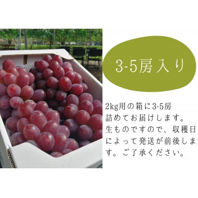 ã2026幎å
è¡äºçŽã玫è(ããã) äžçŽå3-5æ¿å
¥/èš2kgã(岡山çç£)ãé
éäžå¯å°åïŒé¢å³¶ãã1549076ã