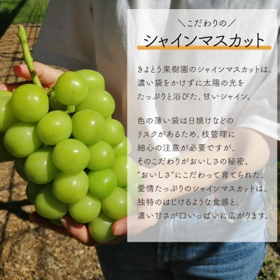 【発送月固定定期便】【2026年先行予約】シャインマスカットを楽しむ満足便/全便計6.0kg〜全3回【配送不可地域：離島】【4065364】