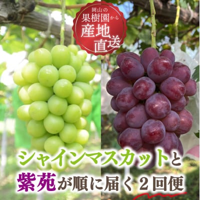 【発送月固定定期便】【2026年先行予約】シャインマスカットと紫苑の2回便(岡山県産)全2回【配送不可地域：離島】【4078245】