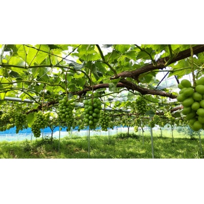 先行予約　岡山産　完熟シャインマスカット　2房　1キロ以上【配送不可地域：離島】【1712293】