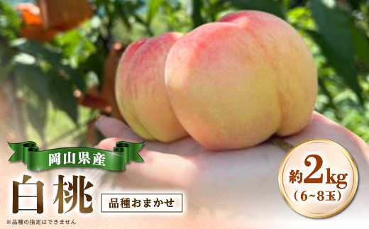 【品種おまかせ】岡山県産・白桃[白鳳・おかやま夢白桃・川中島白桃・白麗]約2kg(6~8玉)【配送不可地域：離島・北海道・沖縄県】【1726911】