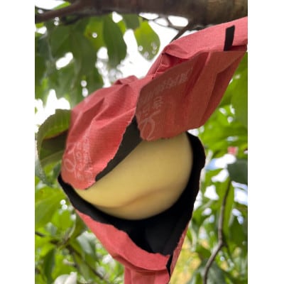 【先行予約2026年9月上旬頃より発送予定】しっかりした果肉と果汁たっぷり岡山の白桃(1.5kg箱)【配送不可地域：離島】【1713731】