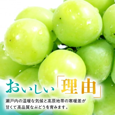 【2026年発送】訳あり!シャインマスカット晴王☆約2kg!9月上旬〜順次発送【人気の岡山産ぶどう】【配送不可地域：離島】【1378276】