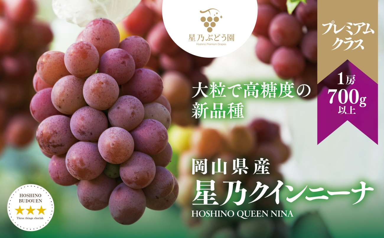 【先行受付】プレミアム星乃クイーンニーナ 数量限定 1房(700g)【配送不可地域：離島・北海道・沖縄県】【1601598】