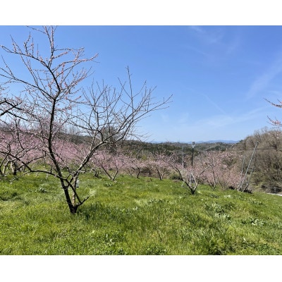 ã2026幎å
è¡äºçŽã8æäžæ¬é ããçºéäºå®ã»å²¡å±±çç£ã®é»è²ãæ¡ã»é»éæ¡(3åå
¥ã)ãé
éäžå¯å°åïŒé¢å³¶ãã1713756ã