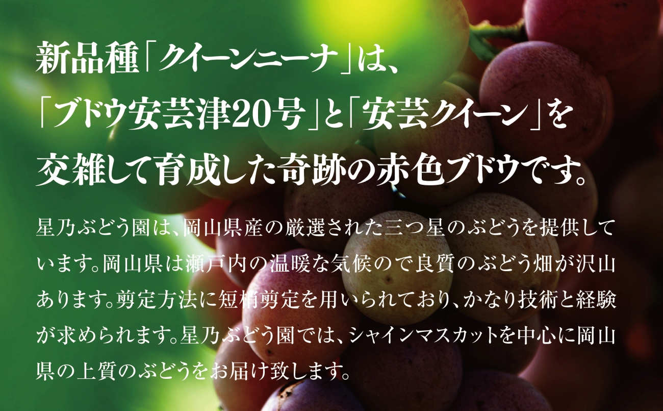 先行受付【三つ星ブランド】星乃クイーンニーナ 数量限定 3房〜5房(1.7kg以上)【配送不可地域：離島・北海道・沖縄県】【1601634】