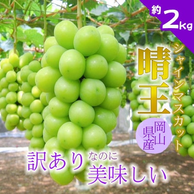 【2026年発送】訳あり!シャインマスカット晴王☆約2kg!9月上旬〜順次発送【人気の岡山産ぶどう】【配送不可地域：離島】【1378276】