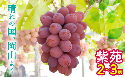 ぶどう 2026年 先行予約 紫苑 2〜3房 約1.2kg 岡山県産【配送不可地域：離島】【1657482】
