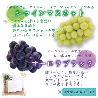 ã2026幎å
è¡åä»ã岡山ãè±ç¬ã¿èŸ²åã®ããªãŒãã©ãã©ãã¯&ã·ã£ã€ã³ãã¹ã«ããã1kg(2æ¿)ASãé
éäžå¯å°åïŒé¢å³¶ã»åæµ·éã»æ²çžçãã1629359ã