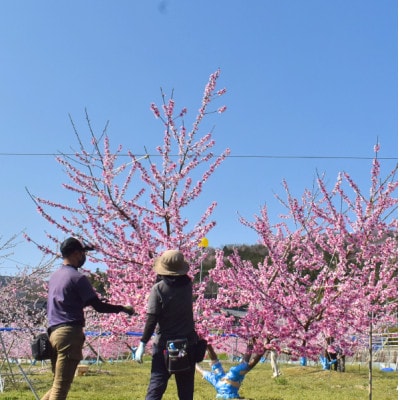 【2026年先行予約】女神の名を持つ希少な晩生桃、西王母(上級品)4-6玉入(岡山県産)【配送不可地域：離島】【1696629】