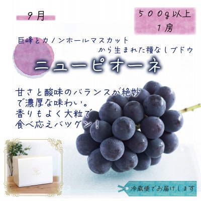 【発送月固定定期便】岡山　花笑み農園のピオーネ&シャインお試し便(各1房・500g以上)全2回【配送不可地域：離島】【4082285】