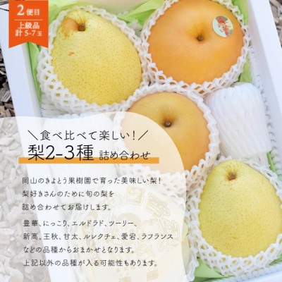 ãçºéæåºå®å®æäŸ¿ãã2026幎å
è¡äºçŽãã·ã£ã€ã³ãã¹ã«ããèš2kgããšæ¢š2-3çš®äžçŽå岡山ç£å
š2åãé
éäžå¯å°åïŒé¢å³¶ãã4067489ã