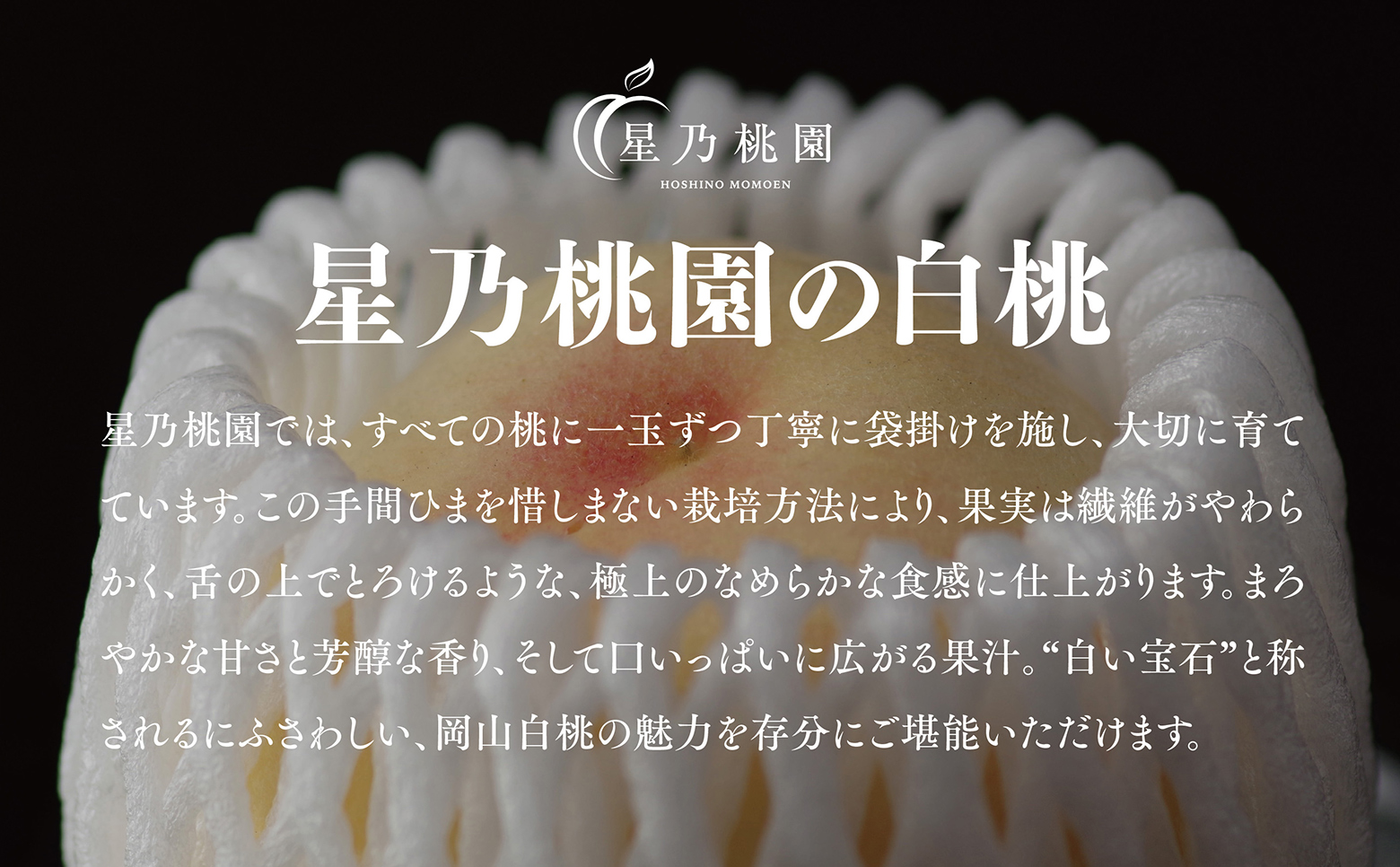 先行受付【星乃白桃】岡山県の桃園からお届けする三つ星の桃 1.2kg (4〜5玉)【配送不可地域：離島・北海道・沖縄県】【1614276】
