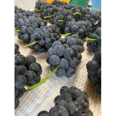 ãå
è¡äºçŽ 2026幎çºéã岡山çç£ãçš®ãªãå®ç ãã¥ãŒããªãŒãã3æ¿ã6æ¿(åèšçŽ2kg)ãé
éäžå¯å°åïŒé¢å³¶ãã1562279ã