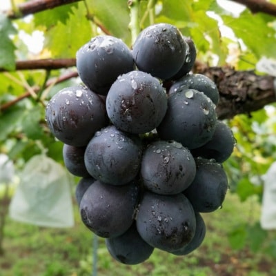 先行予約　岡山産　完熟ピオーネ　4〜5房　2キロ以上【配送不可地域：離島】【1712303】