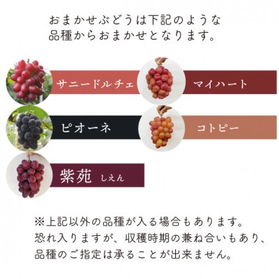 シャインマスカット&生産者いちおし葡萄 大サイズ 2房入/計1.3kg〜 (岡山県産)【配送不可地域：離島】【1553232】