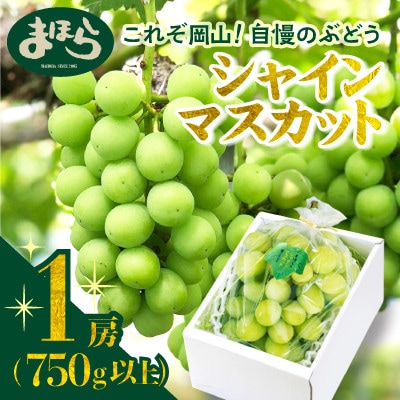 【2026年度発送分】早起き農家の直送便　上出来シャインマスカット1房【配送不可地域：離島・北海道・沖縄県】【1519573】