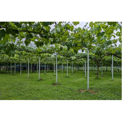 ãå
è¡åä»ã岡山çç£ææ¡ããã¥ãŒããªãŒãã2æ¿å
¥(çŽ1kg)ãé
éäžå¯å°åïŒé¢å³¶ãã1704346ã