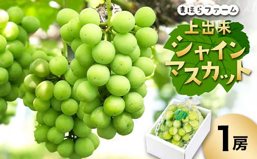 ＜先行予約・令和7年度産＞ 上出来シャインマスカット1房 TY0-0805