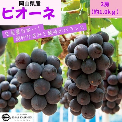 【2026年発送】岡山県産ピオーネ　約1kg(約500g×2房)【配送不可地域：離島】【1614365】