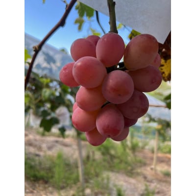 【先行予約 2026年発送】岡山県産　クイーンニーナ 2房 合計約900g【配送不可地域：離島】【1562286】