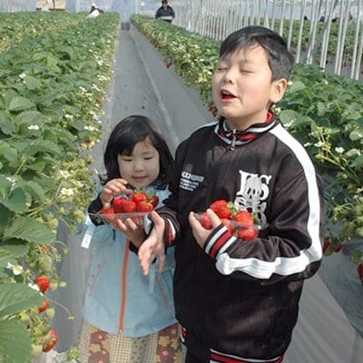 【2026年度発送分】朝採れ新鮮ピオーネ2kg&いちご狩り無料券【配送不可地域：離島・北海道・沖縄県】【1030443】