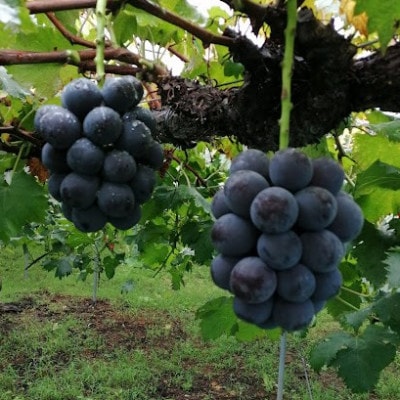 先行予約　岡山産　完熟ピオーネ　4〜5房　2キロ以上【配送不可地域：離島】【1712303】