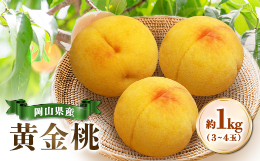 【先行受付|8月下旬頃より順次発送】岡山県産『黄金桃』　約1kg(3〜4玉)【配送不可地域：離島・北海道・沖縄県】【1726916】