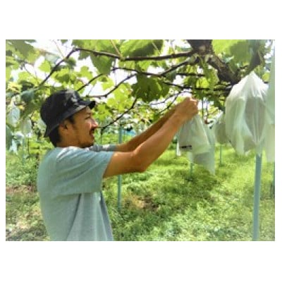 新鮮・朝採り後即出荷!岡山県　吉備高原産シャインマスカット　5kg(7〜10房)ご贈答品【1700900】