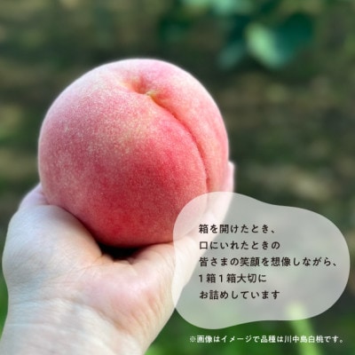 【2026年先行予約】特選品　旬採り桃　5-7玉　(岡山県産)【配送不可地域：離島】【1696626】