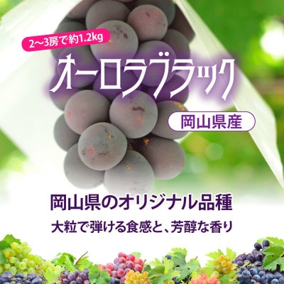 【2024年お届け】朝採れオーロラブラック 約1.2kg【配送不可地域：離島】【1329064】