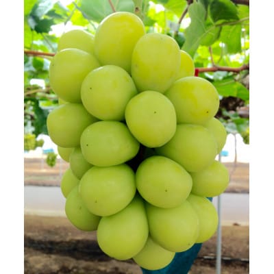 新鮮・朝採り後即出荷!岡山県　吉備高原産シャインマスカット　2kg (3〜4房入り)贈答品【1700915】