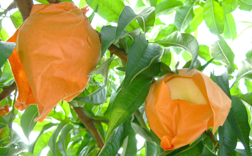 ◆先行受付◆　岡山県産　岡山白桃8〜10玉　2026年発送【配送不可地域：離島・北海道・沖縄県】【1349776】